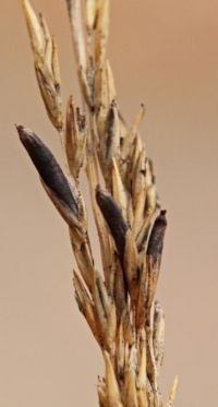 Pijpenstrootjesmoederkoren (foto: Paul Wouters - Marianne Horemans)