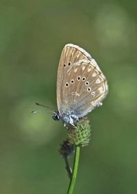Pimpernelblauwtje, een doelsoort van het project Blues in the Marshes (foto: Kars Veling)