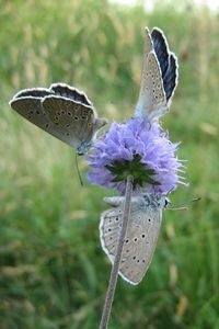 Op topdagen is het pimpernelblauwtje de meest talrijke vlinder in het gebied (foto: Arthur van Dijk)