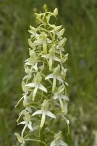 Welriekende nachtorchis (foto: Jan van der Straaten)