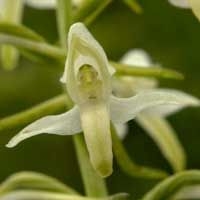 Welriekende nachtorchis (foto: Hans Dekker)