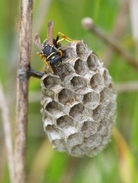 Bergveldwesp op nest (foto: Michael Apel)