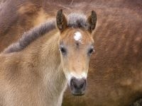 Pony (foto: Jim Champion)