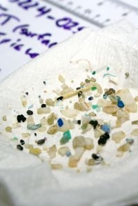 Voorbeeld van plastic partikels uit de neuston netten van de Sea Education Association (foto: SEA, G. Proskurowski and J. Donahue)