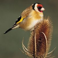 Putter op kaardenbol (foto: IVN Vecht & Plassengebied)