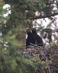 Jonge raven op nest in De Maashorst (foto: Marc Gottenbos)