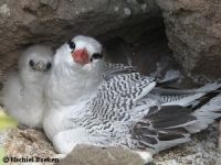 Red-billed Tropicbird on nest, tropische keerkringvogel op nest (picture: Michiel Boeken)