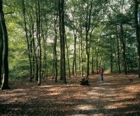 Wandelaar in bos (foto: Rob de Wind) 