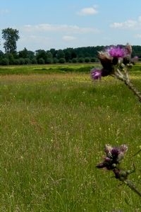 Het natte komkleireservaat De Regulieren (foto: Kars Veling)