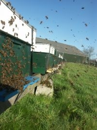 Honingbijen en kasten (foto: Bram Cornelissen)