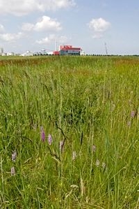 Rietorcissen op tijdelijke natuur in Delfzijl (foto: Kars Veling)