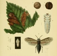 Illustratie van Heterarthrus aceris van Ritsema Bos (1882) (foto: Nederlandse Entomologische Vereniging)