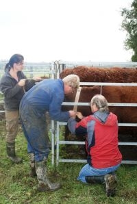 Rode Geus bij Slot Loevestein krijgt GPS zender (foto: FREE Nature)