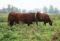 Rode Geus bij Slot Loevestein met GPS zender. (foto: FREE Nature)