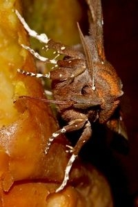 Het roesje is een algemene vlinder die op fruit afkomt (foto: Kars Veling)