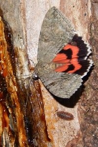 Het prachtige rood van een rood weeskind (foto: Kars Veling)