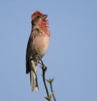 Zingend mannetje roodmus (foto: Harvey van Diek)