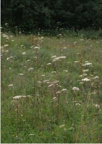 Habitat van de roodrandzandbij. Foto: Pieter Vanormelingen