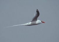 Roodsnavelkeerkringvogel (foto: Peter Meininger)