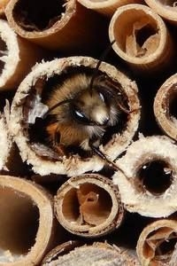 Niet alleen nectar, maar ook voortplantingsplekken van belang. Deze rosse metselbij is makkelijk naar uw tuin of balkon te lokken (foto: Kars Veling)