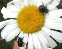 Rozekevers vreten aan bloemen (foto: Silvia Hellingman)