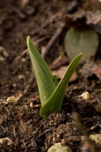 Rozet Vliegenorchis, Belgische Sint-Pietersberg (foto: Mark Engels)