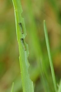 Jonge rupsjes van argusvlinder met het karakteristieke vraatbeeld in de bladrand (foto: Anthonie Stip)