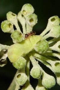 Regelmatig zie je rupsen van boomblauwtje met mieren daarbij (foto: Kars Veling)