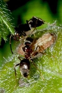 Rups van bruine eikenpage met mieren (foto: Kars Veling)