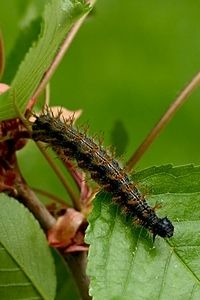 Rups van grote vos, hier op kers (foto: Kars Veling)