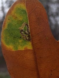 Blad van zomereik met een mijn en rups van de late eikenmineermot (foto: Jan Scheffers)