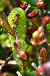 De rups, etend van het blad van veenbes (foto: Kars Veling)