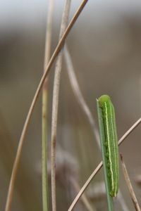 Rups van het veenhooibeestje op eenarig wollegras (foto: Michiel Wallis de Vries)