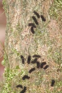 Zonnende rupsen van de phegeavlinder bij minus 5 graden (foto: Frans Stultjens)