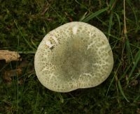 Ruwe russula Foto: Leo Janssen