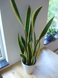 Sansevieria (foto: Martin Olsson)