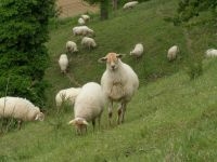 Schapen op kalkgrasland (foto: Toos van Noordwijk)