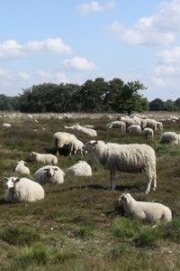 Schaapskuddes met herders kunnen nauwkeurig beheren (foto: Kars Veling)
