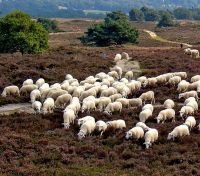 Schaapskudde (foto: Gouwenaar)