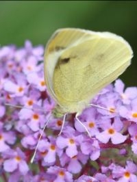 Het scheefbloemwitje van de onderzijde (foto: Marlie Huskens)