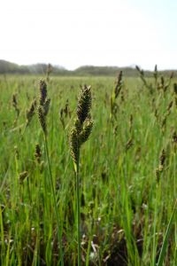 Schellingerzegge of kleine knotszegge (foto: Staatsbosbeheer)