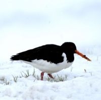 Scholekster in de sneeuw (foto: Piet Munsterman, Saxifraga)