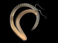 Scolelepis squamata, worm uit de Spionidae familie (foto: Hans Hillewaert) 