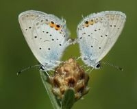 Staartblauwtjes vestigen zich in Nederland (foto: Chris van Swaay)