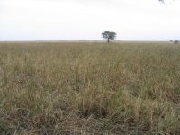 Het belangrijkste overwinteringsgebied van de Waterrietzanger, Djoudj Nationaal Park in Senegal (foto: Norbert Roothaert)