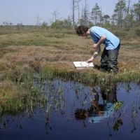 Bemonstering van watermacrofauna in een randzone van hoogveen met Waterdrieblad (foto: Gert-Jan van Duinen)