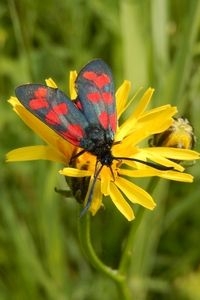Sint-jansvlinder: zwart met rode stippen (foto: Kars Veling)