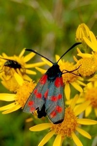 Sint-jansvlinders zitten veel op bloemen om daar nectar te verzamelen (foto: Kars Veling)