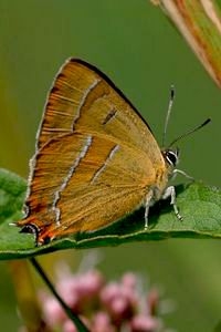 Ondanks de felle kleur is de sleedoornpage, door zijn verborgen gedrag, als vlinder moeilijk te zien te krijgen (foto: Kim Huskens)