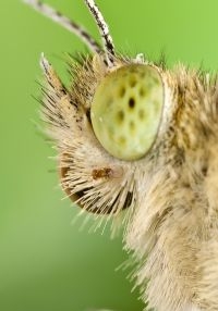 Sluipwesp Trichogramma die meelift op een groot koolwitjesvrouwtje op weg om eieren te leggen (foto: Nina Fatouros)